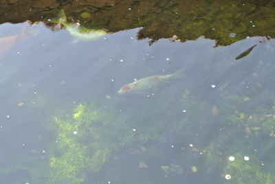 Close-up of koi fish in water