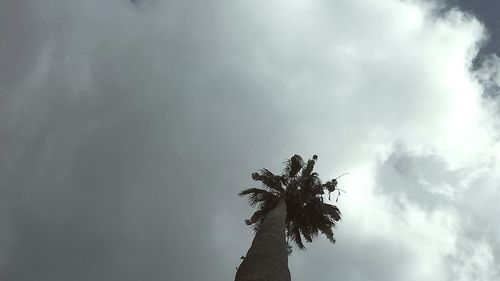 Low angle view of tree against storm clouds