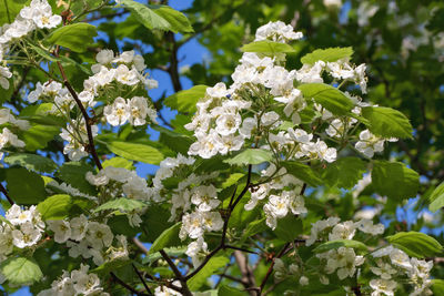 White hawthorn - crataegus bush, quickthorn, thornapple, may-tree, whitethorn or hawberry in bloom