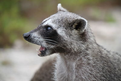 Close-up of raccoon