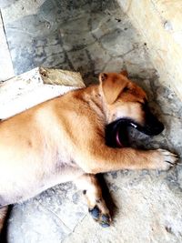 High angle view of dog sleeping on floor