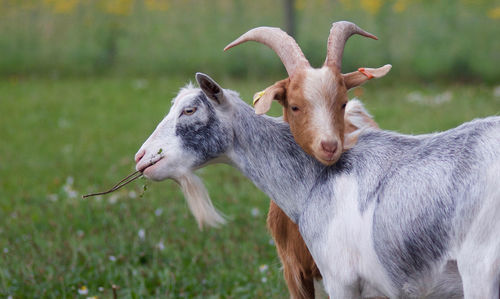 Goats on field