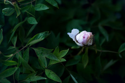 Close-up of pink rose plant