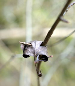 Close-up of insect on leaf