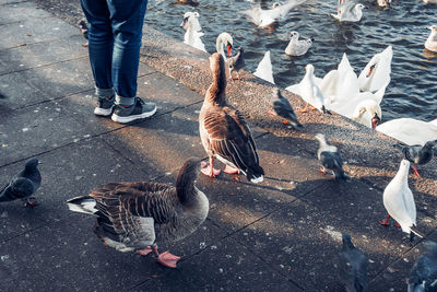 Bird market on lake alster in hamburg.  swans, wild ducks and seagulls