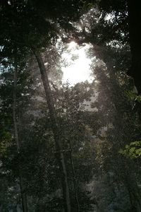 Low angle view of trees in forest