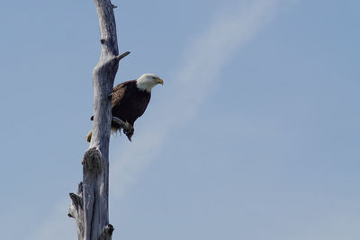 Low angle view of bird perching against clear sky