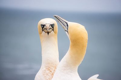 Close-up of swan