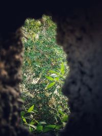 Low angle view of tree trunk