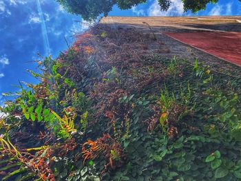 Low angle view of trees on field against sky