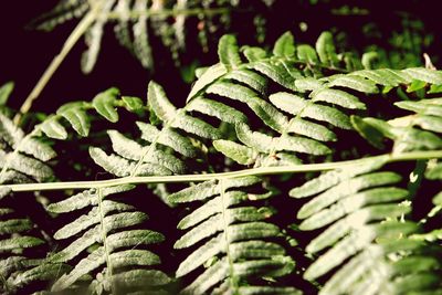 Close-up of fern leaves