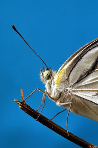 Low angle view of insect against blue sky