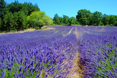 Lavenders growing on farm