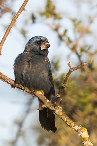 Close-up of bird perching on branch