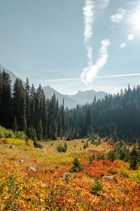 High mountain altitude trees off trail with alpine lake below in north cascades national park