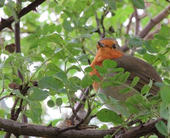 Close-up of a bird amid plants