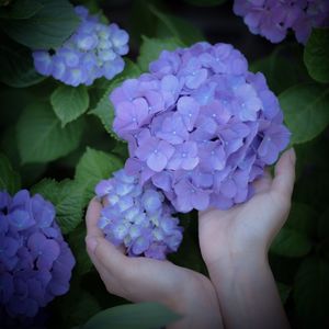 Close-up of purple flowers