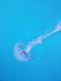 Low angle view of jellyfish against blue background