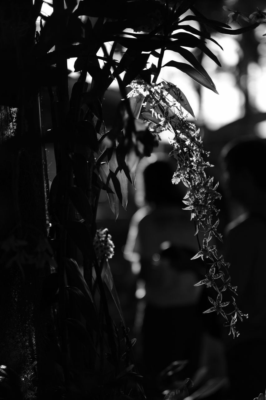 CLOSE-UP OF FLOWERING PLANT AGAINST TREES