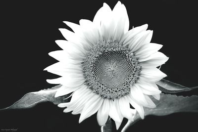 Close-up of white daisy against black background