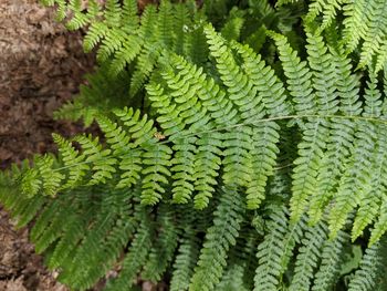 Close-up of fern leaves