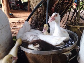 High angle view of birds drinking