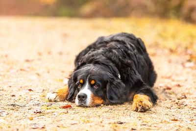 Portrait of black dog lying on land