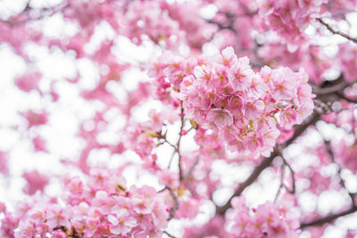 Close-up of pink cherry blossom tree