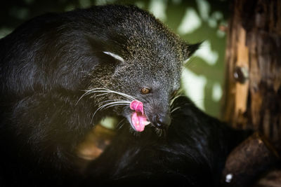 Close-up of a black cat