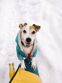 Top view of cute jack russell dog in coat standing at owner's feet in winter