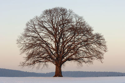 Single big oak tree in winter