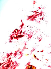 Close-up of pink rose