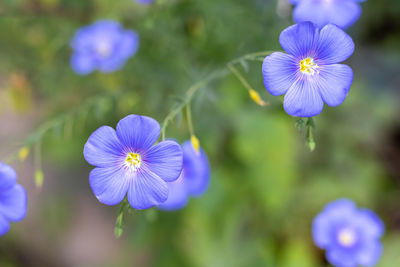 Blue flax flower close-up on a blurred background. selective focus.