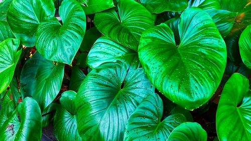 Close-up of leaves