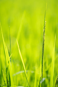 Close-up of crop growing on field