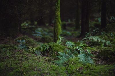 Trees in forest