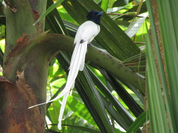 Close-up of bird perching on a plant