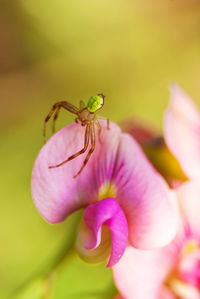 Close-up of insect on flower