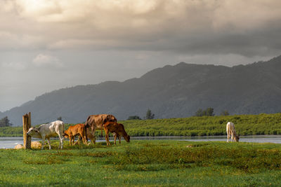 Horses in a field