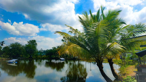 Palm trees by lake against sky