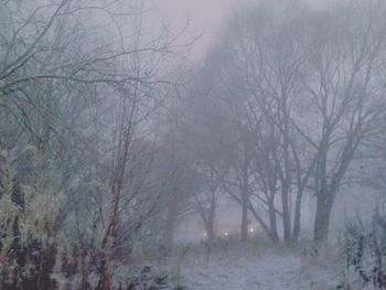 Trees on snow covered landscape