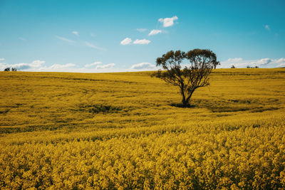 Scenic view of field against sky