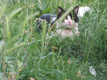 Cat relaxing on grassy field