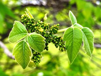 Close up of green leaves