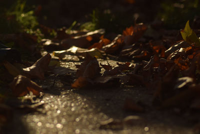 Close-up of autumn leaves