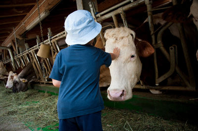 Rear view of boy touching cow standing in barn