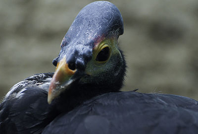 Close-up of bird