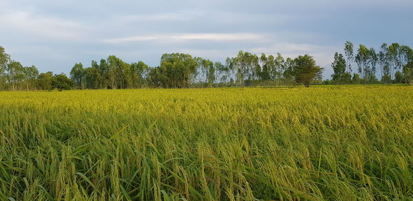 Scenic view of agricultural field against sky