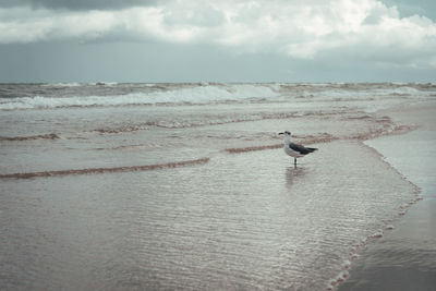 High angle view of seagull on beach