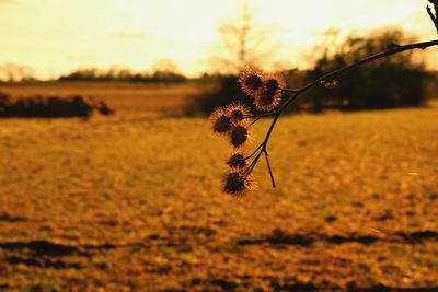 Close-up of plant against sky at sunset